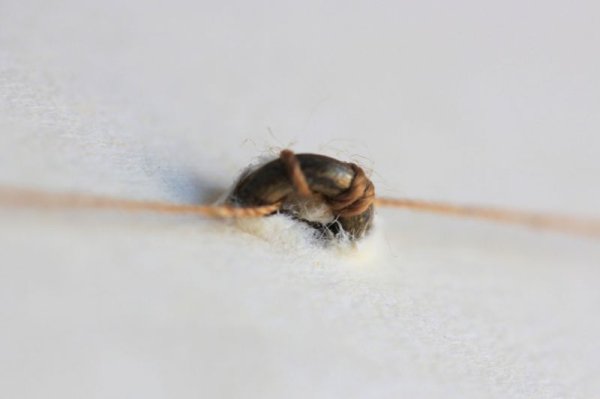 画像14: メタルボタン９個セット (14)