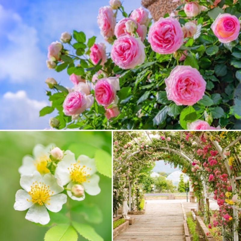 オンライン ロイヤルと薔薇 英国王室と薔薇 Antiques Violetta